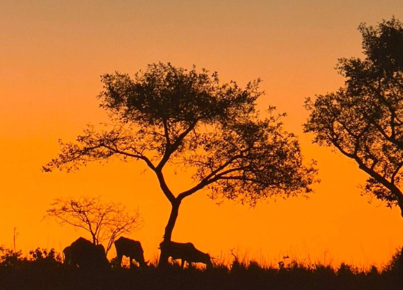 Pecuaristas de Feira de Santana pedem decreto de emergência diante do avanço da estiagem