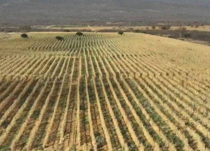 Polícia desarticula esquema de produção de maconha em fazendo no interior da Bahia