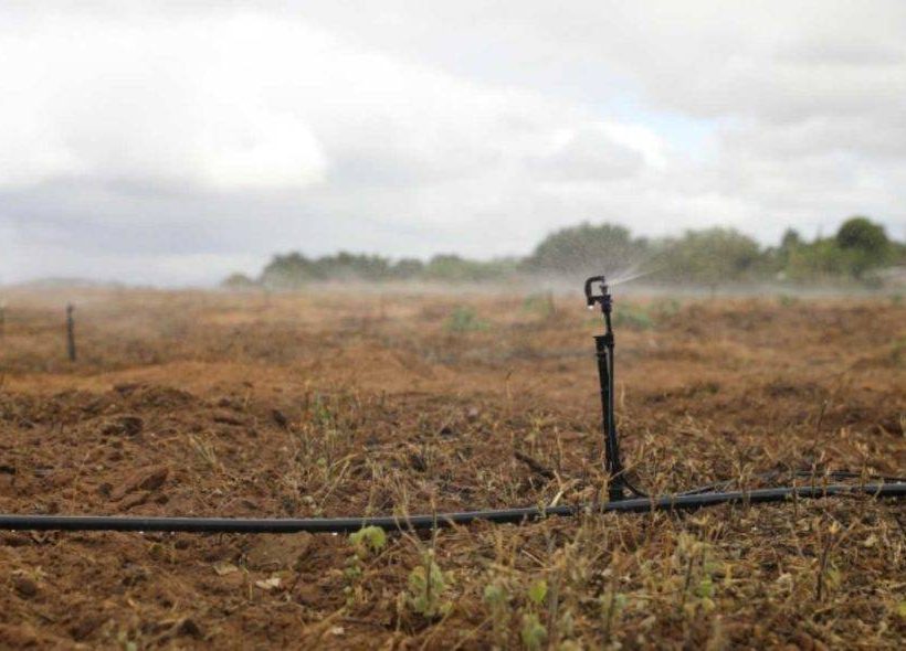 Temporal provoca morte de animais por eletrocução no interior da Bahia