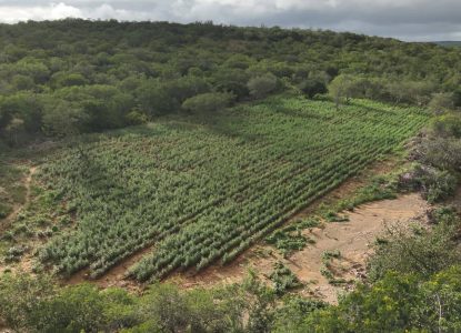Polícia baiana desmonta quatro roças de maconha com erradicação de 125 mil pés em uma semana