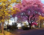 Primavera chega sob influência do El Niño com previsão de calor extremo e seca no Nordeste