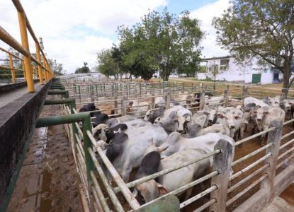 Arroba do boi na região de Feira de Santana completa um mês no patamar de R$ 340