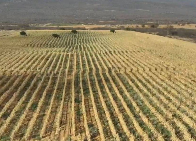 Polícia desarticula esquema de produção de maconha em fazendo no interior da Bahia
