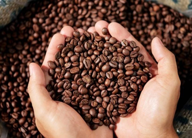 Bahia reforça liderança no Nordeste e projeta safra de café destaque em 2026