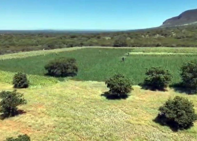 Segunda fase da Operação Raízes Ocultas erradica 300 mil pés de maconha no interor da Bahia