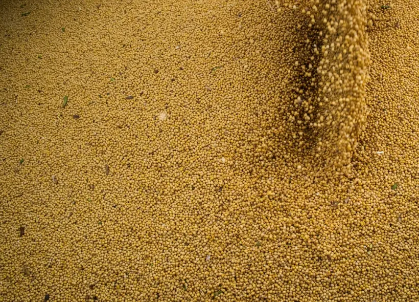 Agropecuária cresce 11,7% em 2025, impulsiona PIB e ganha participação na economia