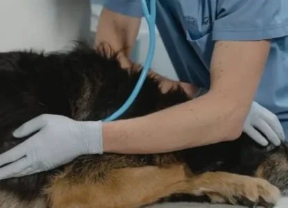 Lei torna crime exercício ilegal da medicina veterinária no Brasil
