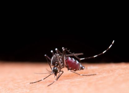 Alerta: chikungunya avança na Bahia e pode deixar sequelas articulares duradouras