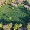 35 mil pés de maconha são erradicados durante ação das Polícias Federal e Militar no interior da Bahia