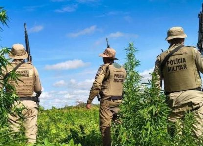 Polícia Militar erradica 22 mil pés de maconha na Bahia