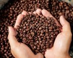 Bahia reforça liderança no Nordeste e projeta safra de café destaque em 2026
