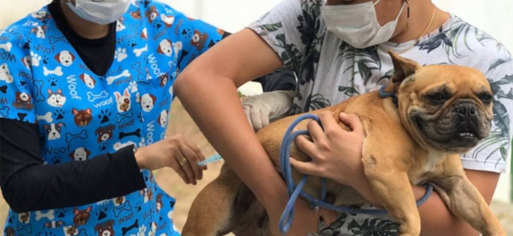 Campanha de Vacinação Antirrábica começa nesta quarta, 3, em Feira de Santana