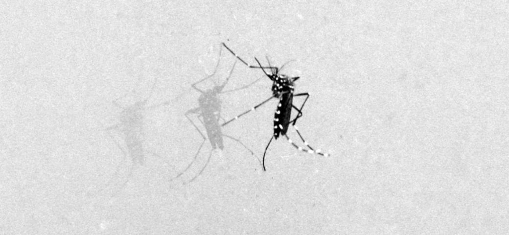 Cerca de 8 mil casos prováveis de dengue já foram registrados em Feira de Santana em 2024