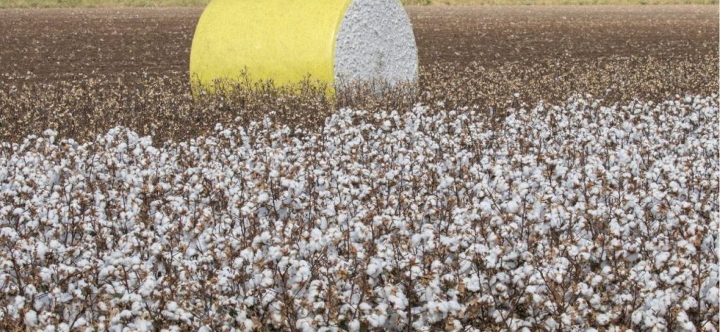 Brasil desbanca EUA e assume liderança mundial na exportação de algodão