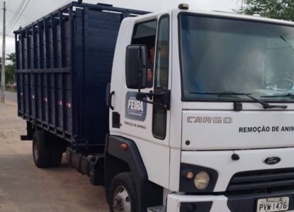 Centro de Zoonoses retoma serviço de recolhimento de animais de grande porte das ruas