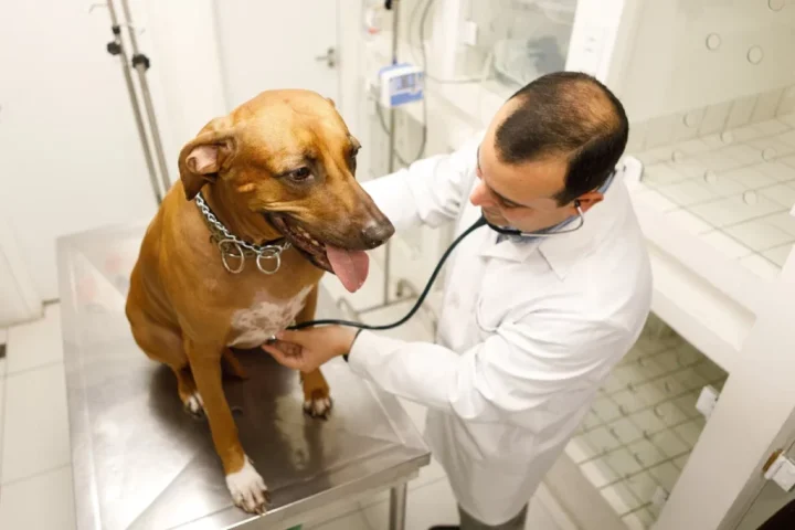 Saiba riscos de medicar um pet sem orientação veterinária  