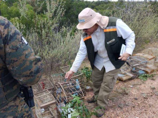 Operação do Inema resgata mais de 200 animais silvestres