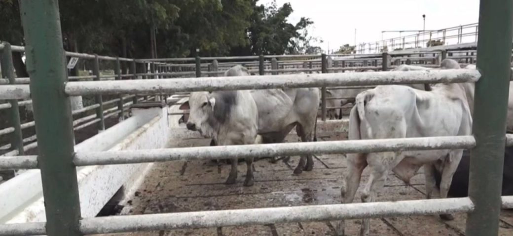Preço da arroba da carne bovina tem leve alta, mas ainda está abaixo dos níveis de dezembro de 2024