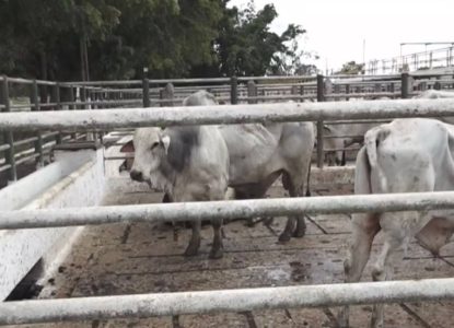 Rebanho bovino em Feira de Santana é estimado em 61 mil cabeças