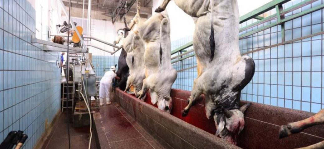 Preço da arroba do boi tem terceira alta seguida em Feira de Santana, segundo cooperativa