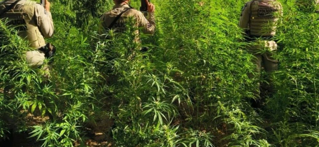 Polícia Militar erradica 26.500 pés de maconha em Curaçá