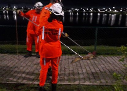 Jacaré volta ser encontrado em via pública de Feira de Santana; são dois casos em uma semana