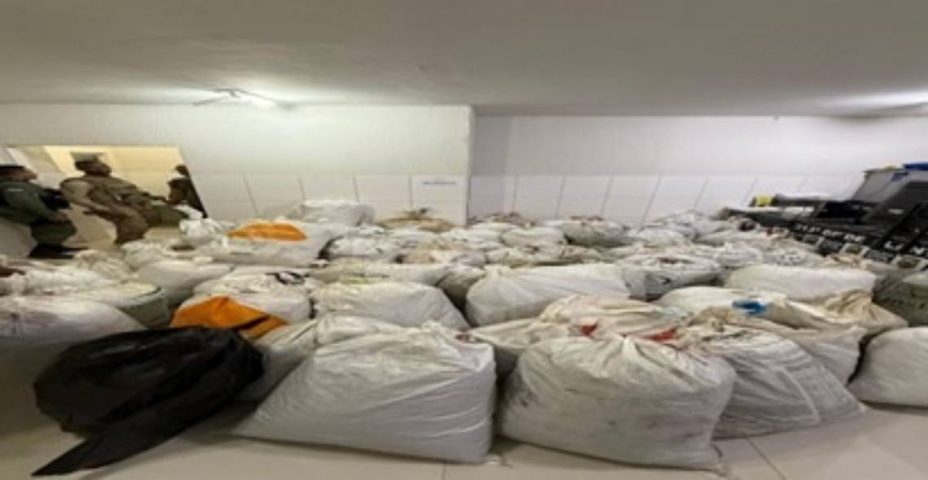 Operação interestadual erradica mais de 37 mil pés de maconha e retira de circulação 740kg da droga