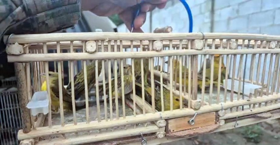 51 aves silvestres são resgatadas durante operação policial em Feira de Santana