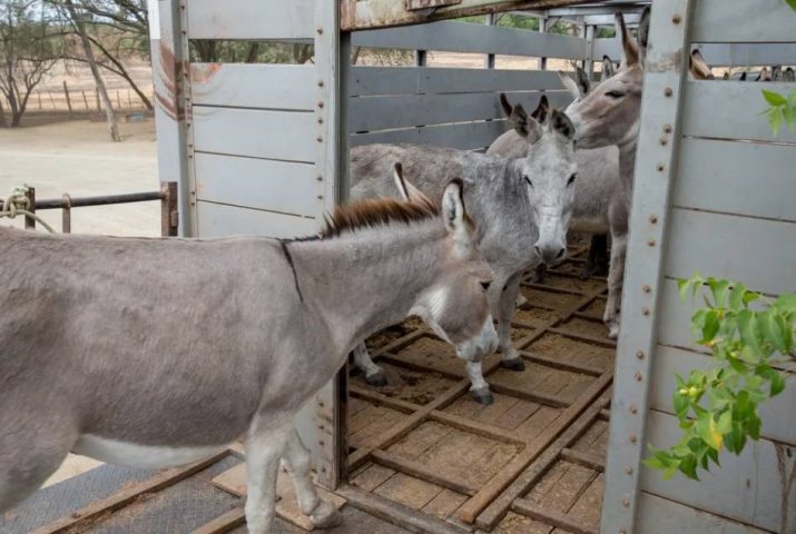 Gelatina e jumentos: entenda relação que pode fazer animal símbolo do sertão desaparecer