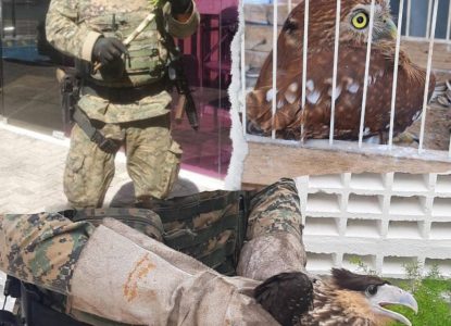 25 animais silvestre foram resgatados na Bahia durante operações no São João