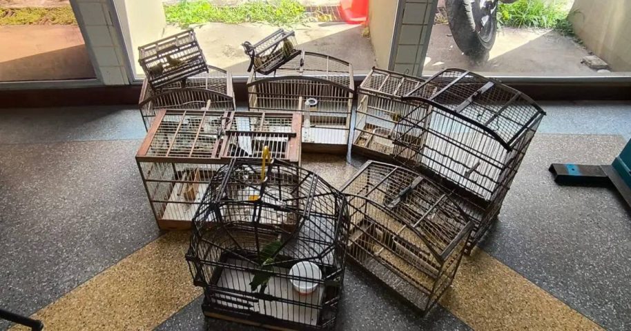 Aves silvestres são resgatadas durante operação em Salvador