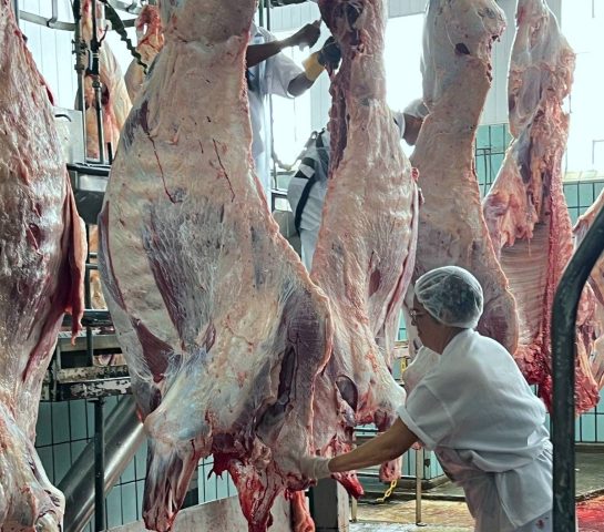 Mesmo com recuo no valor da arroba do boi, frigorífico de cooperativa feirense mantém média de 400 abates por dia
