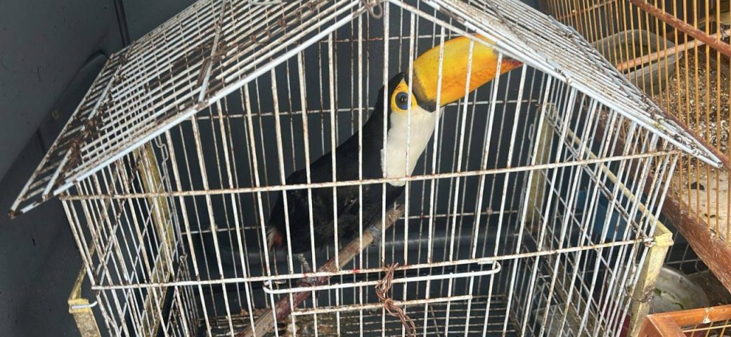 Quatro aves silvestres são resgatadas de cativeiro em Feira de Santana