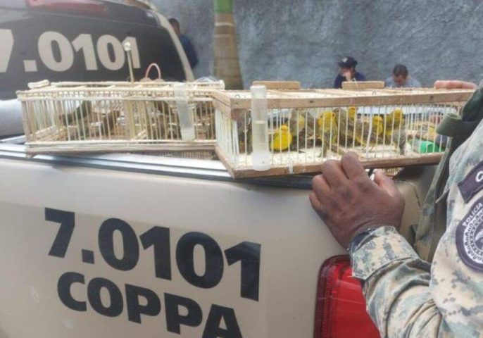 Polícia Militar resgata 87 aves silvestres em Simões Filho