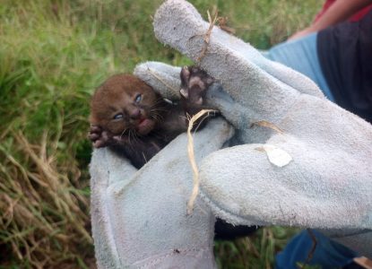 Espécie de gato ameaçada de extinção é resgatada na zona rural de Feira de Santana