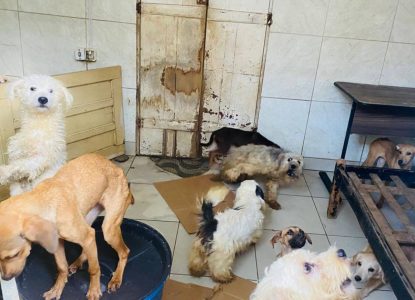 Moradora que mantém cerca de 60 animais em condições de maus-tratos é notificada em Feira de Santana