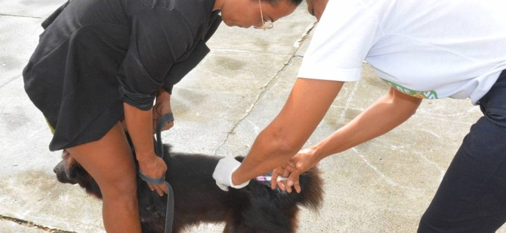 Saiba onde vacinar cães e gatos contra raiva animal neste sábado, 30, em Feira de Santana