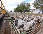 Arroba do boi gordo se mantém em R$ 325 na região de Feira de Santana