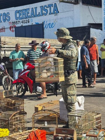 Polícia Militar apreende mais de 100 aves silvestres em Alagoinhas