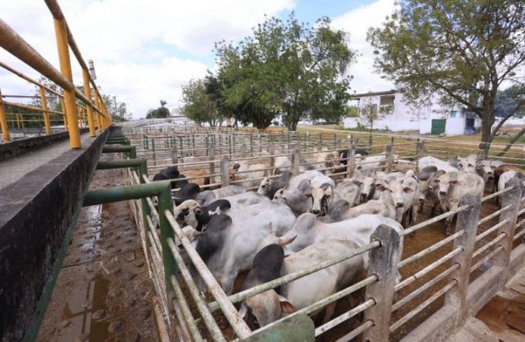 Agropecuária: preço da arroba do boi estabiliza em Feira de Santana; confira cotação