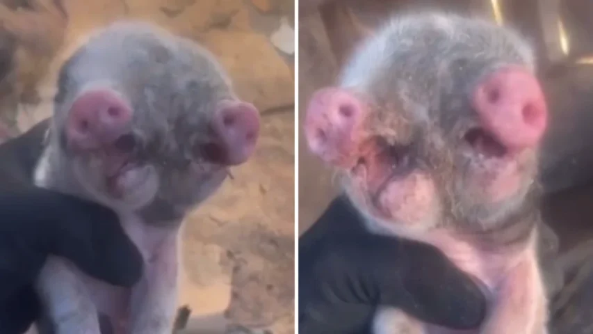 Filhote de porco nasce com duas cabeças na zona rural de Feira de Santana