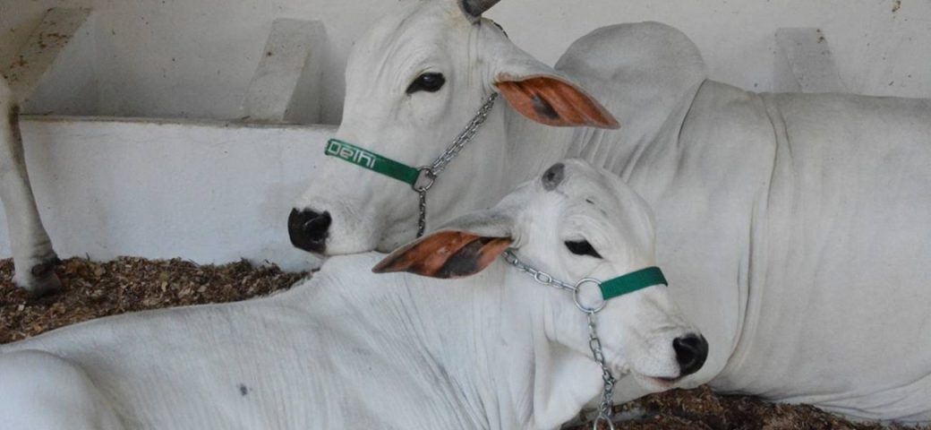 Reta final da Expofeira 2025: saiba expectativas e confira atrações deste sábado, 13 e domingo, 14