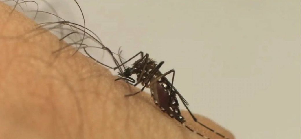 Infecção por doenças causadas pelo aedes aegypti aumenta risco de complicações no parto