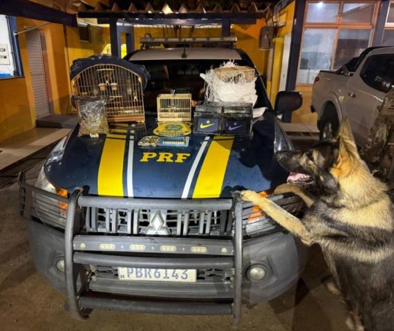 Com auxílio de cão farejador, PRF intercepta ônibus com drogas, munições e animais silvestres em Feira de Santana
