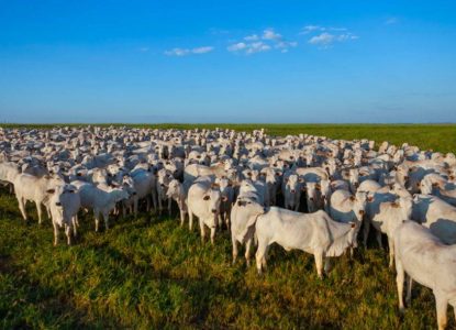 Rebanhos bovino e ovino batem recorde na Bahia em 2024, diz IBGE