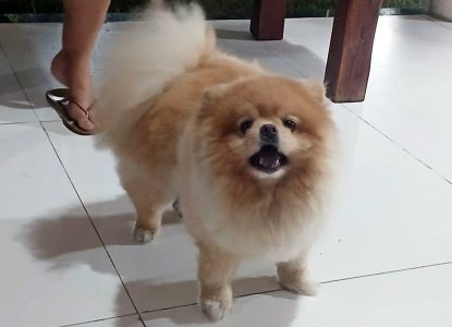 Animais de estimação passam a contar com campanhas de prevenção ao câncer em Feira de Santana
