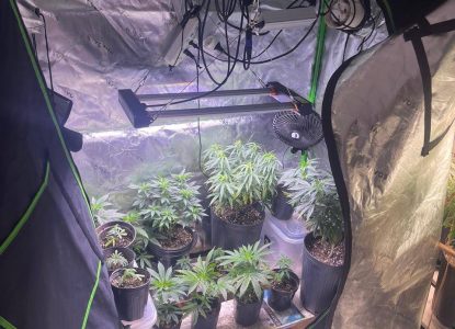 Polícia descobre estufas com dezenas de pés de maconha em apartamento no bairro Rio Vermelho