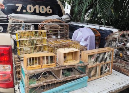 Polícia apreende aves silvestres durante operações em Feira de Santana e cidade da região