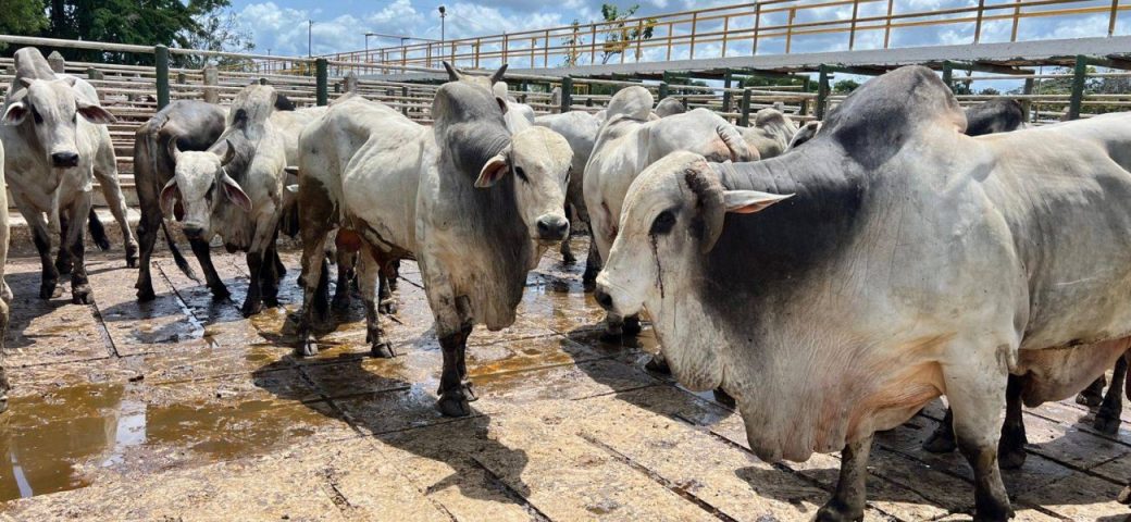 Arroba do boi recua para R$ 290 em Feira de Santana