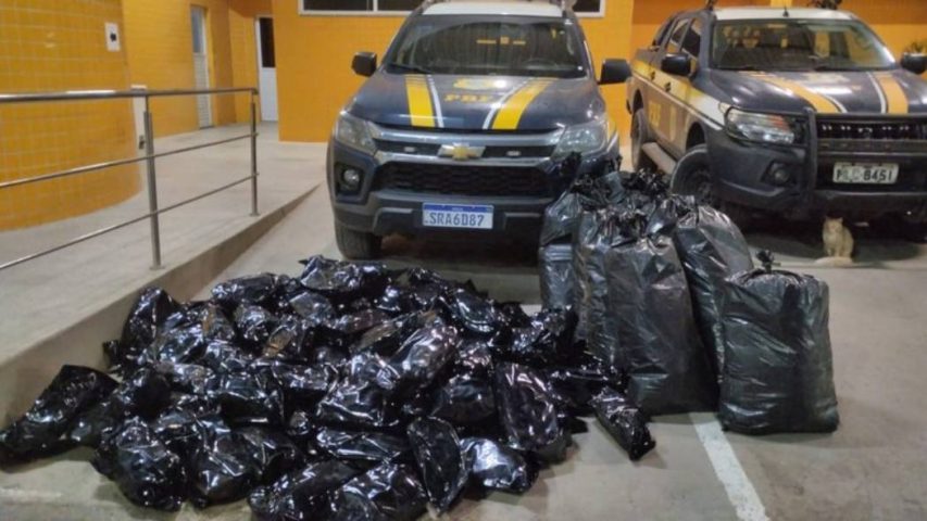 BR-324: Polícia intercepta dois veículos e apreende mais de 100kg de maconha na Bahia